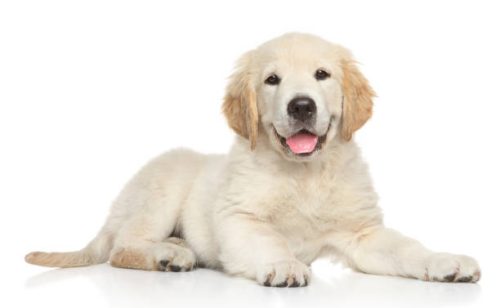 Golden Retriver puppy on white background. Animal themes